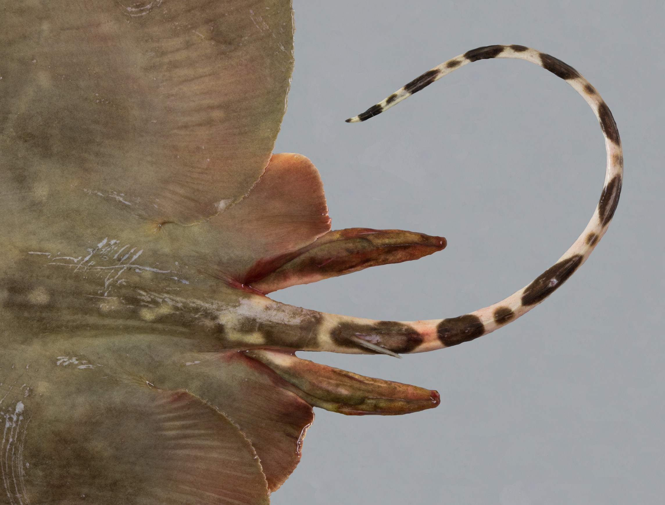 Gymnura poecilura, male, 44.5 cm DW, tail with spine, Saudi Arabia: Jizan; S.V. Bogorodsky